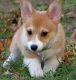 Pembroke Welsh Corgi Puppies for sale in New York, NY, USA. price: NA