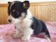 Pembroke Welsh Corgi Puppies for sale in Lexington, KY, USA. price: NA