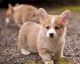 Pembroke Welsh Corgi Puppies for sale in Beaver Creek, CO 81620, USA. price: NA