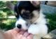 Pembroke Welsh Corgi Puppies for sale in Indianapolis, IN, USA. price: $300