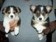 Pembroke Welsh Corgi Puppies for sale in Concord, CA, USA. price: NA