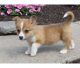 Pembroke Welsh Corgi Puppies for sale in Cokeville, WY 83114, USA. price: NA
