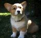Pembroke Welsh Corgi Puppies for sale in Oceanside, CA, USA. price: NA