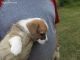 Pembroke Welsh Corgi Puppies for sale in Bellevue, KY, USA. price: NA