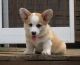 Pembroke Welsh Corgi Puppies for sale in Cokeville, WY 83114, USA. price: $500