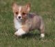 Pembroke Welsh Corgi Puppies for sale in Boulder, CO, USA. price: NA