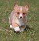 Pembroke Welsh Corgi Puppies for sale in Lubbock, TX, USA. price: NA