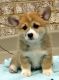 Pembroke Welsh Corgi Puppies for sale in East Lansing, MI, USA. price: $500