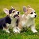 Pembroke Welsh Corgi Puppies for sale in Issaquah, WA, USA. price: NA