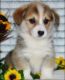 Pembroke Welsh Corgi Puppies for sale in Orange, CA, USA. price: NA