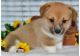 Pembroke Welsh Corgi Puppies for sale in Orange, CA, USA. price: NA