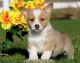 Pembroke Welsh Corgi Puppies for sale in San Jose, CA, USA. price: NA