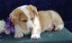 Pembroke Welsh Corgi Puppies for sale in Costa Mesa, CA, USA. price: NA