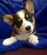 Pembroke Welsh Corgi Puppies for sale in Colorado Springs, CO, USA. price: $350