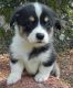 Pembroke Welsh Corgi Puppies for sale in Colorado Springs, CO, USA. price: NA