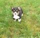 Pembroke Welsh Corgi Puppies for sale in Cleveland, OH, USA. price: NA