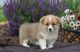 Pembroke Welsh Corgi Puppies for sale in Amarillo, TX, USA. price: NA