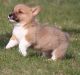 Pembroke Welsh Corgi Puppies for sale in Erie, PA, USA. price: NA