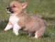 Pembroke Welsh Corgi Puppies for sale in Rochester, NY, USA. price: NA