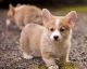 Pembroke Welsh Corgi Puppies for sale in York, SC 29745, USA. price: NA