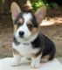 Pembroke Welsh Corgi Puppies for sale in Vancouver, BC, Canada. price: NA