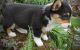 Pembroke Welsh Corgi Puppies for sale in Rochester, MN, USA. price: NA