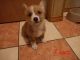 Pembroke Welsh Corgi Puppies for sale in Brownsville, TX, USA. price: NA