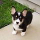 Pembroke Welsh Corgi Puppies for sale in New Hampshire Ave, Toms River, NJ 08755, USA. price: NA