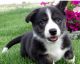 Pembroke Welsh Corgi Puppies for sale in Anchorville, MI 48023, USA. price: NA
