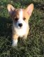 Pembroke Welsh Corgi Puppies for sale in Asheville, NC, USA. price: NA