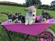 Pembroke Welsh Corgi Puppies for sale in Billings, MT, USA. price: NA