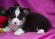 Pembroke Welsh Corgi Puppies for sale in New York County, NY, USA. price: $260