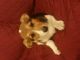 Pembroke Welsh Corgi Puppies for sale in Willow Grove, PA, USA. price: NA