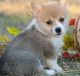 Pembroke Welsh Corgi Puppies for sale in New Haven, MI 48050, USA. price: $450