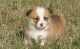 Pembroke Welsh Corgi Puppies for sale in Detroit, MI, USA. price: NA