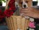 Pembroke Welsh Corgi Puppies for sale in Jersey, GA 30018, USA. price: NA