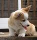 Pembroke Welsh Corgi Puppies for sale in TX-360, Grand Prairie, TX, USA. price: NA