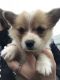 Pembroke Welsh Corgi Puppies for sale in Canton, OH, USA. price: NA
