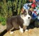 Pembroke Welsh Corgi Puppies for sale in Bakersfield, CA, USA. price: $500