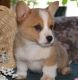 Pembroke Welsh Corgi Puppies for sale in Bostwick Park Dr, Palatka, FL 32177, USA. price: NA
