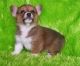 Pembroke Welsh Corgi Puppies for sale in Birmingham, AL 35292, USA. price: NA