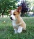 Pembroke Welsh Corgi Puppies for sale in Rolling Meadows, IL 60008, USA. price: NA