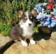Pembroke Welsh Corgi Puppies for sale in Phoenix, AZ 85004, USA. price: NA