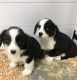 Pembroke Welsh Corgi Puppies for sale in OR-99W, McMinnville, OR 97128, USA. price: NA