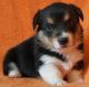 Pembroke Welsh Corgi Puppies for sale in TX-121, Blue Ridge, TX 75424, USA. price: NA