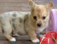 Pembroke Welsh Corgi Puppies for sale in Longport, NJ 08403, USA. price: NA