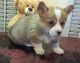 Pembroke Welsh Corgi Puppies for sale in Lewistown, OH 43333, USA. price: NA