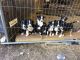 Pembroke Welsh Corgi Puppies for sale in Alaska Range, Alaska, USA. price: NA