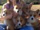 Pembroke Welsh Corgi Puppies for sale in Boston, MA 02215, USA. price: NA