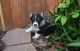 Pembroke Welsh Corgi Puppies for sale in Grand Saline, TX 75140, USA. price: NA